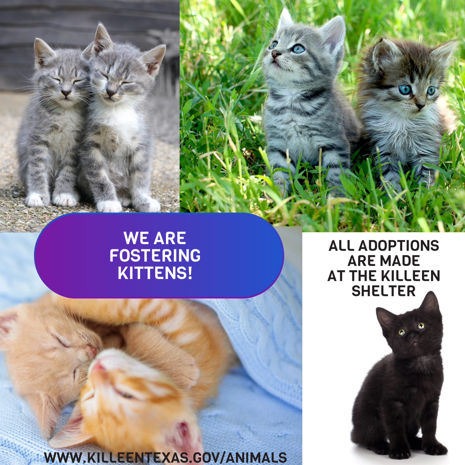 Foster Kittens
